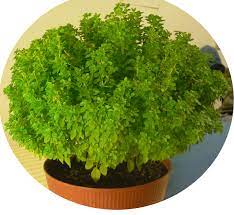 (portugal) a small decorated pot of basil, traditionally given as a symbol of love on st. Ocimum Minimum Wikipedia
