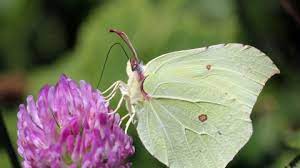 Maybe you would like to learn more about one of these? Brimstone The Wildlife Trusts