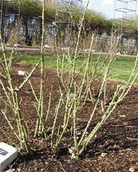 Pin On Gardening
