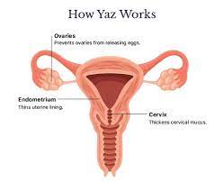 The most effective way to prevent pregnancy is. Yaz Birth Control Uses Dosages Interactions And Warnings