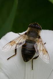 Cordon queue de rat brillant pour fabriquer vos bijoux. Eristalis Tenax Les Rats Quittent Le Navire Le Monde Des Insectes