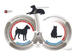 The Heart Of The Matter Understanding And Preventing Heartworm Disease Heartworm Prevention Heartworm Heartworm Disease
