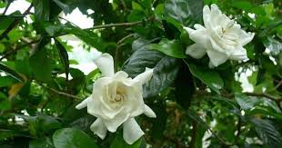 Buy gardenia plants online with delivery to your door. Gardenia Varieties Types Of Gardenia Plants Landscape And Potted