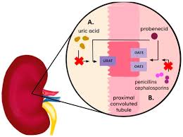 Image result for Probenecid