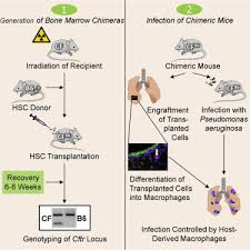 The members of the genus demonstrate a great deal of metabolic diversity and consequently are able to colonize a wide range of. Rescue From Pseudomonas Aeruginosa Airway Infection Via Stem Cell Transplantation Molecular Therapy