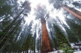 These 40 trees all have something special about them. The Biggest Tree In The World Orrec