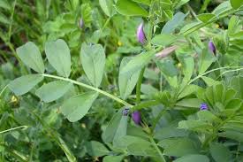 Image result for Vicia