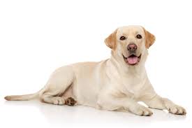 How big do english labs get? White Labrador Puppies For Sale Adopt Your Puppy Today Infinity Pups