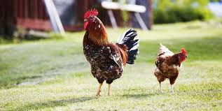 There are many different chicken breeds that are kept as pets. How To Raise Backyard Chickens Backyard Chickens 101