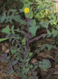 Image result for Sonchus oleraceus