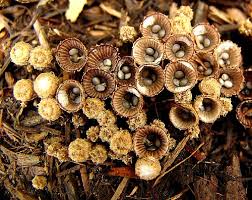 By custom, the challenger, usually one of the intermediates, anxious to prove his worth or avenge some wrong, would deliberately seek out his foe with a wood chip or flat stone on his shoulder, placed there. Fungi In Wood Chips Garden Myths