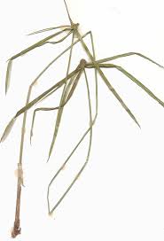 Image result for Cyperus maculatus