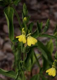 Image result for Justicia odora