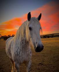Ted the magnificient Grey Shire Stallion Public Group