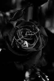 Follow the vibe and change your wallpaper every day! Love Black Rose Wallpaper Hd For Mobile