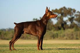 Find out who the best breeders near you are. Doberman Pinscher Dog Breed Information