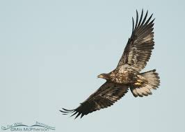 Bald Eagles Age Progression From One To Five Years Old