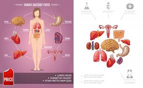 Related posts of women body internal parts in diagram reproduction system in human. Free Vector Cartoon Human Anatomy Colorful Composition With Woman Body Parts And Medical Icons