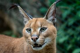 Caracal Facts | Five Interesting Facts About The Caracal