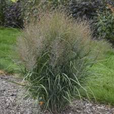 Image result for Panicum chionachne