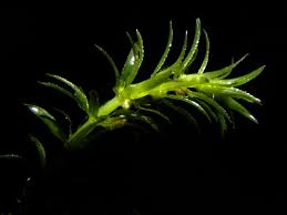 Image result for Hydrilla