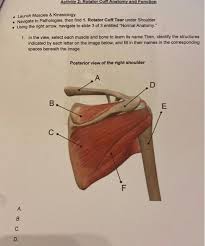 They also give the shoulders their characteristic shape. 6 What Is The Overall Purpose Of The Rotator Cuff Chegg Com