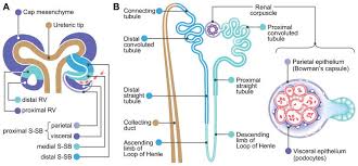 Development Of The Mammalian Kidney Abstract Europe Pmc
