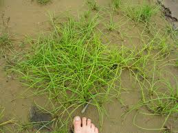 Image result for Isolepis