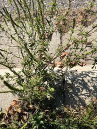 Image result for Acalypha psilostachya