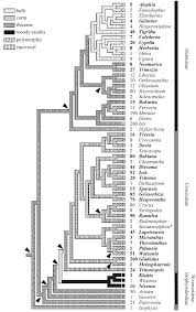 Image result for Radinosiphon