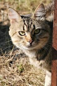 Sirin Hayvanlar Kedi Memeliler Hayvanlar Kedi Memeliler