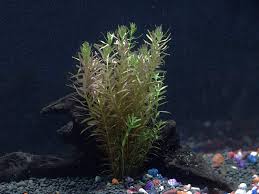 Image result for Rotala fluitans