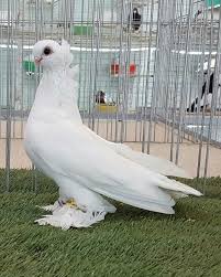 Chestenko1966 Adli Kullanicinin Pigeons Panosundaki Pin Guzel Kuslar Hayvan Doga