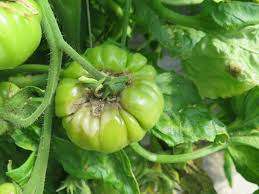 Image result for tomato seedling botrytis