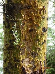 Image result for Acacia kirkii