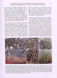 Image result for Agelanthus myrsinifolius