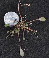 Image result for Limosella capensis