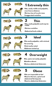 Account Suspended Overweight Dog Losing A Dog Dog Toilet