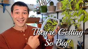 Germinating cannabis seeds isn't a complicated process, although it does require a few specific parameters in order to happen successfully. How To Grow Epiphyllum Guatemalense From Seed Part 2 The Seeds Become Seedlings Youtube