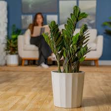 Image result for Afrosolen zambeziacus