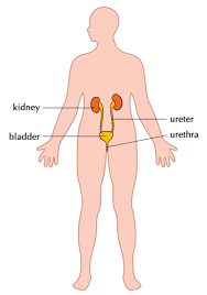 The Excretory System Systems In The Human Body Siyavula