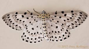 Black And White Insect With Wings Spotted Moth Moth Animals Black And White Beautiful Butterflies