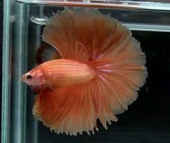 Betta breeding data / betta log for knowledge and reference. What Color Is My Betta Betta Fish Forum