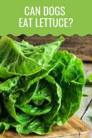 Jul 26, 2021 · can dogs eat lettuce? Can Dogs Eat Lettuce Barking Royalty Can Dogs Eat Lettuce Dog Nutrition