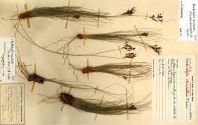 Image result for Ficalhoa