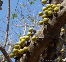 Image result for Ficus sansibarica