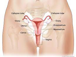 Though insted of just floating in the womb it embeds itelf in the wall of the womb. Womb Cancer Irish Cancer Society