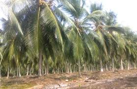 Tanaman polybag yang menguntungkan dan cepat menghasilkan. 15 Usaha Perkebunan Yang Paling Menguntungkan Terbaru 2021