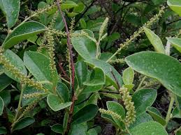 Image result for Antidesma venosum