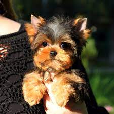 Yorkie Puppies For Sale Dallas Yorkie Puppy For Sale Yorkie Puppies For Adoption Yorkie Puppy